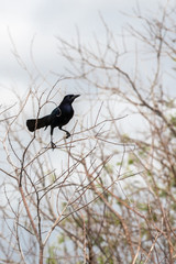 Black bird sitting on branch