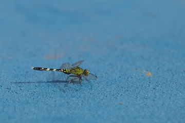 Green Dragonfly on Boat Deck