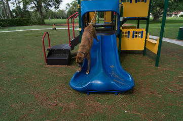 big dog playing in the playground