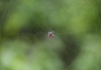 Small spider in his web of Araneus. Lovcen spider network