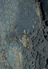 Termite bites eat wood in the house.