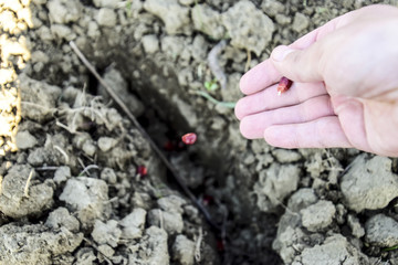 Sowing of maize out of hand