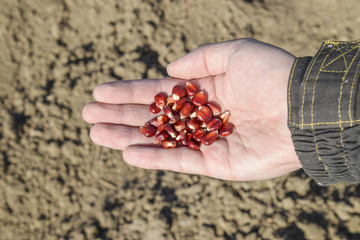 Sowing of maize out of hand