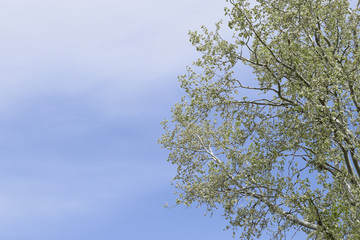 Silver poplar against the sky. Recently bloomed buds and young l