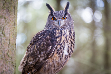 Eurasian Eagle Owl