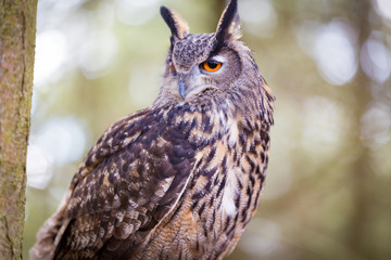 Eurasian Eagle Owl
