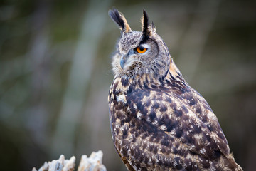 Eurasian Eagle Owl