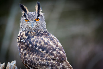 Eurasian Eagle Owl