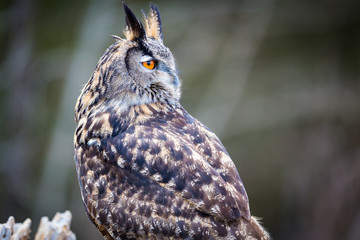 Eurasian Eagle Owl