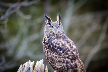Eurasian Eagle Owl
