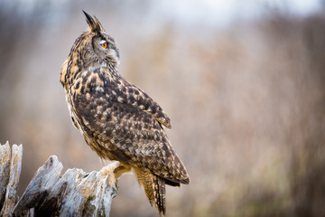 Eurasian Eagle Owl