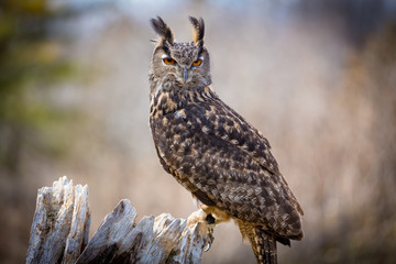 Eurasian Eagle Owl