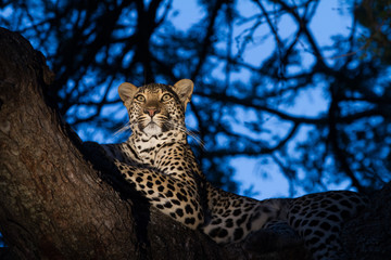 A leopard at dusk, looking alert in a tree
