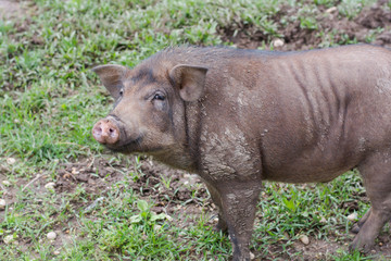 Wild boar in grass, before a thicket (Sus scrofa).