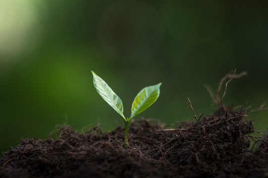 Plant Coffee seedlings in nature