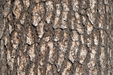 bark background in details