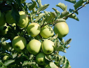 green apples on the tree