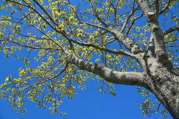 Fototapeta premium Low angle view of the green spring tree