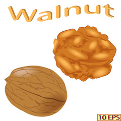 Walnut isolated on white background. Icon of walnut. Vector illustration.