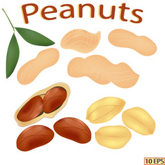 Peanuts in the shell. Shelled nuts. Groundnuts isolated on white background. Icon of peanuts. Vector illustration.