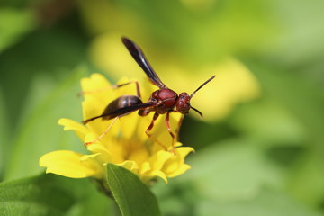 Naklejka premium Macro Closeup Flower Plant Life 