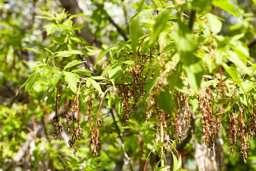 young maple seeds
