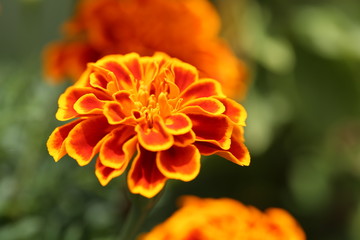 Macro Closeup Flower Plant Life 
