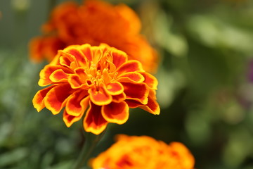 Macro Closeup Flower Plant Life 