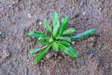Culantro, Long coriander, Sawtooth coriander, Parsley on the soil in the Vegetable garden