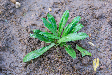 Culantro, Long coriander, Sawtooth coriander, Parsley on the soil in the Vegetable garden
