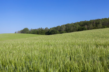 Field with cereal