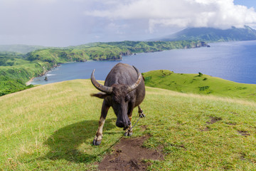 Fototapeta premium Marlboro Hills at Batan Island , Batanes