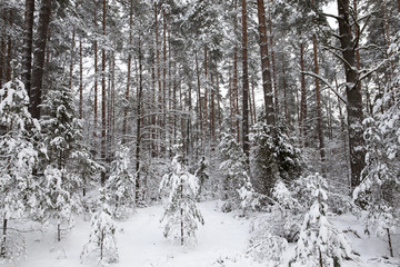 Fototapeta premium forest in winter