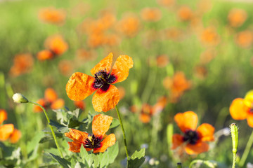 Red poppies flowers