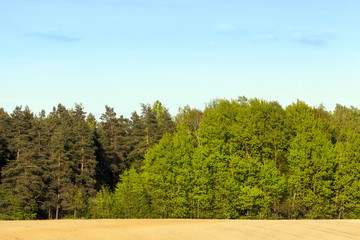 Green mixed spring forest