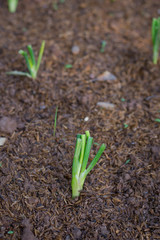 onion sprout after planting in soil, closeup, copy space
