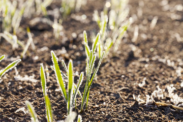 green wheat in a frost