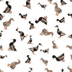 ducks on white background. Vector seamless pattern