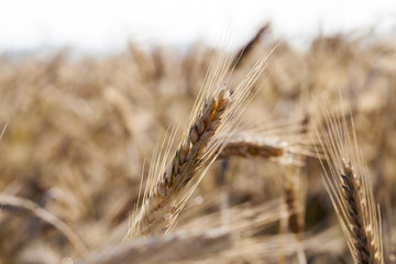 Fototapeta premium harvest on field