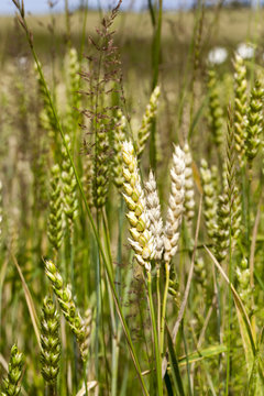 white spikes of wheat