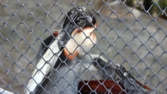 Red-shanked Douc (Pygathrix nemaeus)