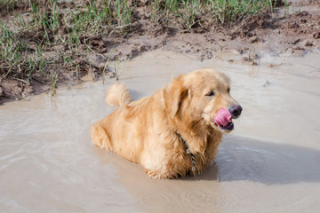 Fun golden retriever dog playing in the mud