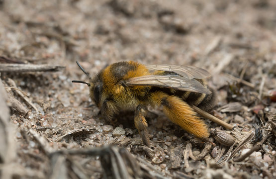 Female pantaloon bee, Dasypoda hirtipes on sand 
