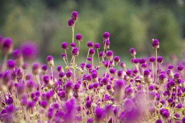 Naklejka premium Garden of globe amaranth