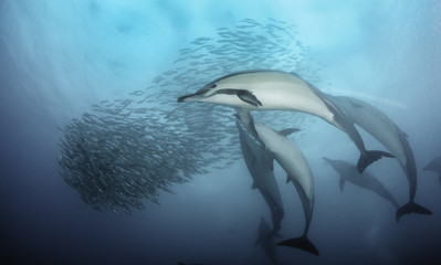 Common dolphins rounding up sardines into a bait ball so they can feed on them. Image was taken...