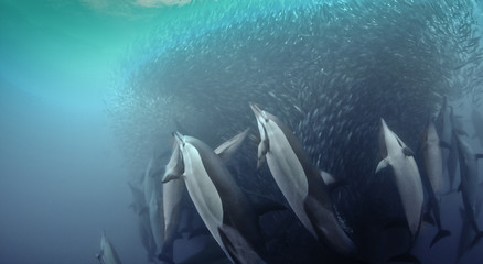 Common dolphins rounding up sardines into a bait ball so they can feed on them. Image was taken...