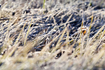 green grass in the frost