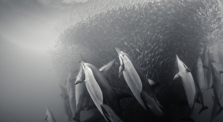 Common dolphins rounding up sardines into a bait ball so they can feed on them. Image was taken during the annual sardine run off the east coast of South Africa.