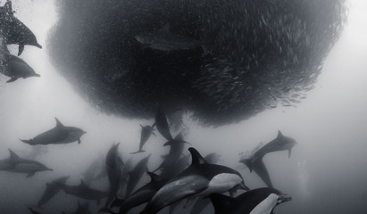 Common dolphins rounding up sardines into a bait ball so they can feed on them. Image was taken during the annual sardine run off the east coast of South Africa. © wildestanimal