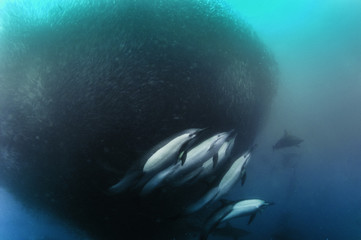 Common dolphins rounding up sardines into a bait ball so they can feed on them. Image was taken during the annual sardine run off the east coast of South Africa.
